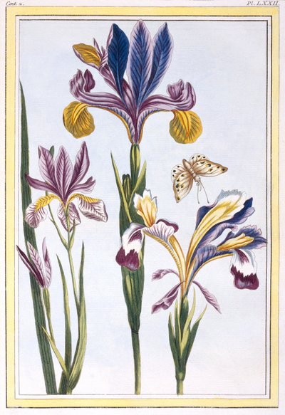 Iris variado, c.1776 de Pierre Joseph Buchoz