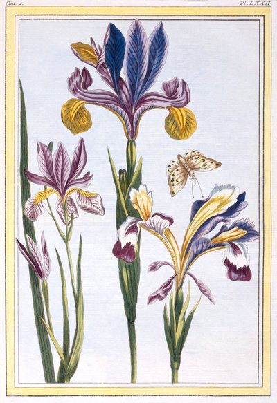 Iris variado, pub. 1776 de Pierre Joseph Buchoz