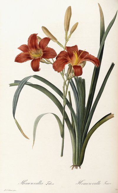 Hemerocallis Fulva de Pierre Joseph Redouté