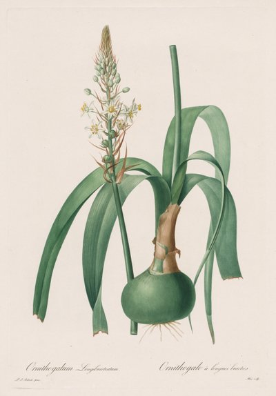 Las Liliáceas: Ornithogalum longibracteatum de Pierre Joseph Redouté