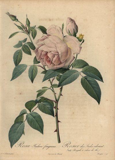 Rosa de té de color rosa pálido, Rosa odorata de Pierre Joseph Redouté