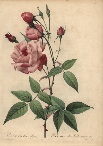 Rosa china rosa, Rosa chinensis de Pierre Joseph Redouté