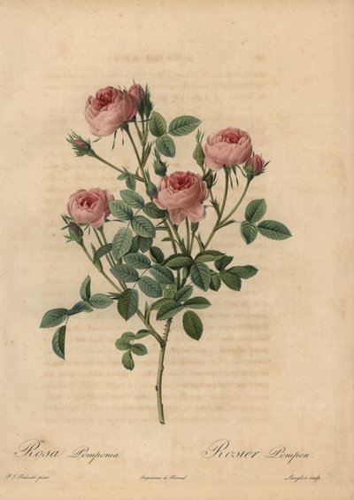 Rosa pompon rosa, Rosa centifolia de Pierre Joseph Redouté