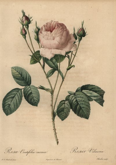 Rosa rosa, Rosa centifolia carnea de Pierre Joseph Redouté