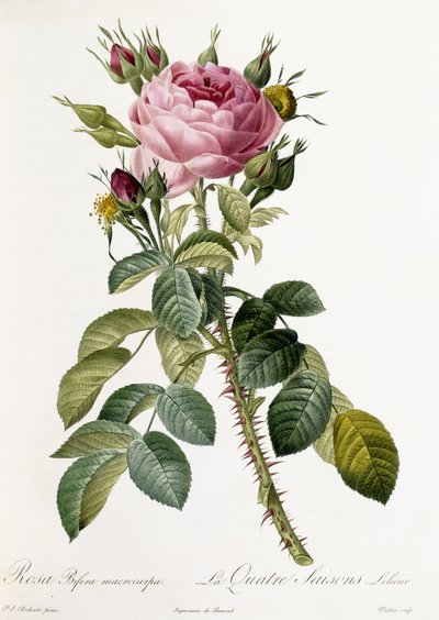 Rosa Bifera macrocarpa, 1817-1824 de Pierre Joseph Redouté