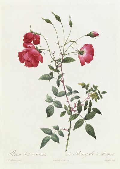 Rosa Indica Sertulata de Pierre Joseph Redouté