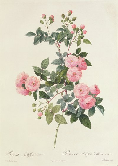 Rosa Multiflora Carnea de Pierre Joseph Redouté