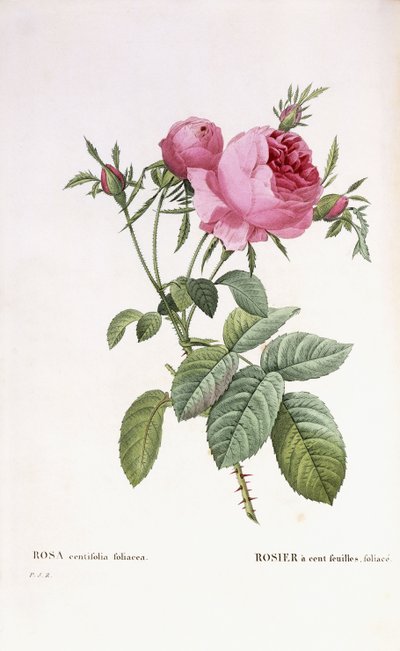 Rosa centifolia foliacea de Pierre Joseph Redouté