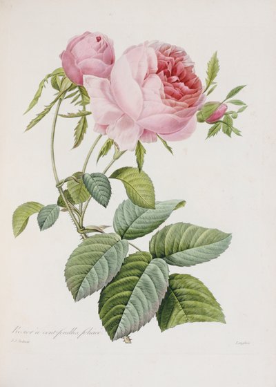 Rosa, grabado por Eustache Hyacinthe Langlois de Pierre Joseph Redouté