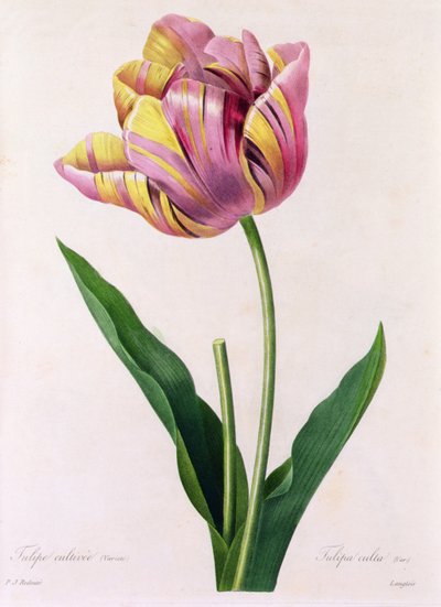 Tulipa Culta (grabado en color) de Pierre Joseph Redouté