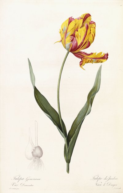 Tulipa Gesneriana - Tulipán de Jardines de Pierre Joseph Redouté