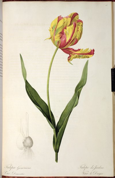 Tulipa gesneriana dracontia, de 