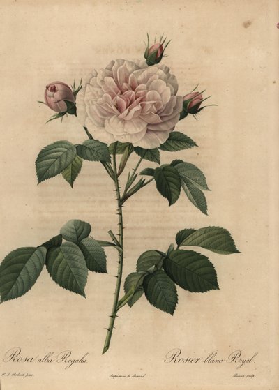 Rosa híbrida blanca Royal, Rosa alba de Pierre Joseph Redouté