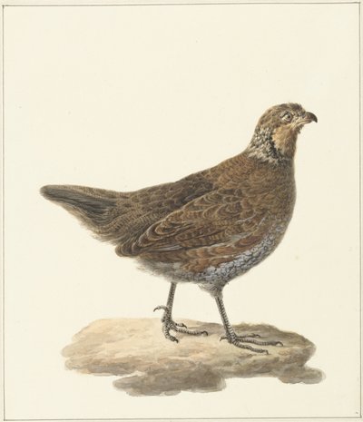 Codorniz (Colinus virginianus) de Pieter Pietersz. Barbiers