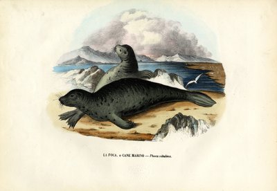 Foca de puerto, 1863-79 de Raimundo Petraroja