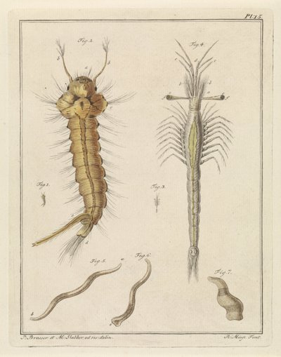 Mosquito punzante, ojo de trompeta Slabbers y un gusano de Robbert Muys