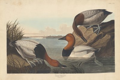 Pato de lomo de lona, 1836 de Robert Havell