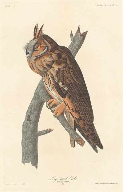 Búho de orejas largas, 1837 de Robert Havell