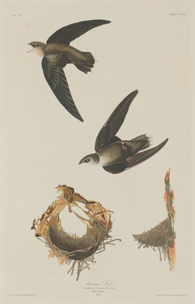 Vencejo americano de Robert Havell after John James Audubon