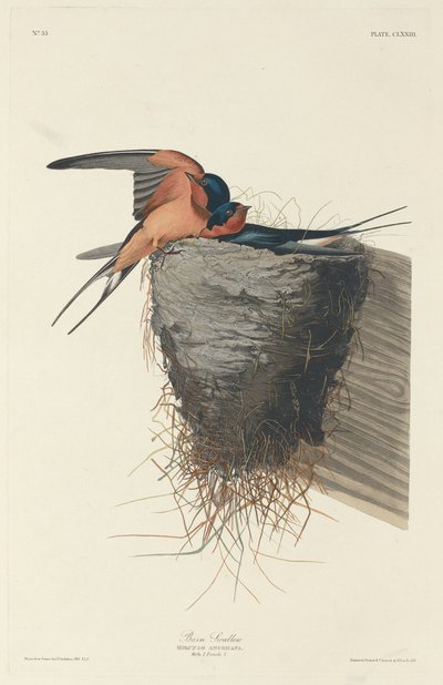 Golondrina común de Robert Havell after John James Audubon