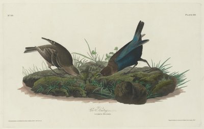 Vaquero de Robert Havell after John James Audubon