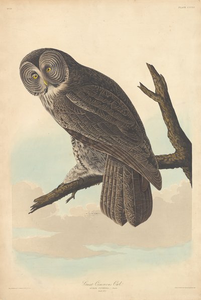 Gran búho ceniciento de Robert Havell after John James Audubon