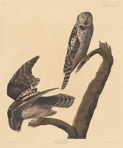 Búho halcón de Robert Havell after John James Audubon