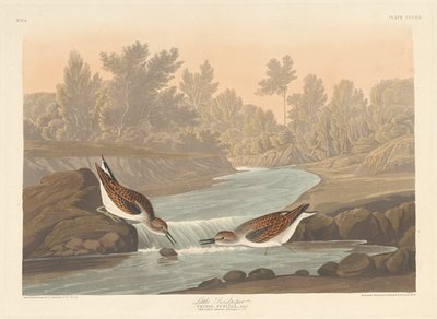 Pequeño correlimos de Robert Havell after John James Audubon