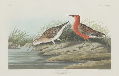 Zarapito pigmeo de Robert Havell after John James Audubon