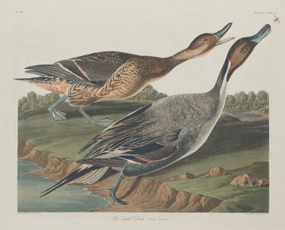 Pato de Cola Puntiaguda de Robert Havell after John James Audubon