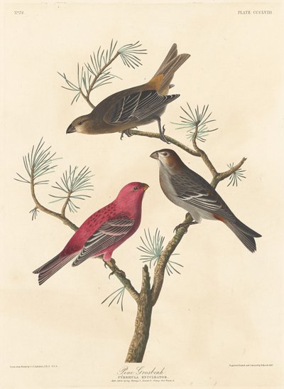 Camachuelo Picogrueso de Robert Havell after John James Audubon