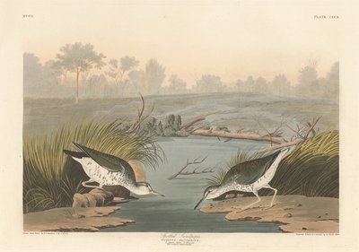 Andarrios manchado de Robert Havell after John James Audubon