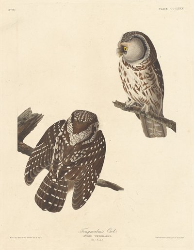 Búho de Tengmalm de Robert Havell after John James Audubon