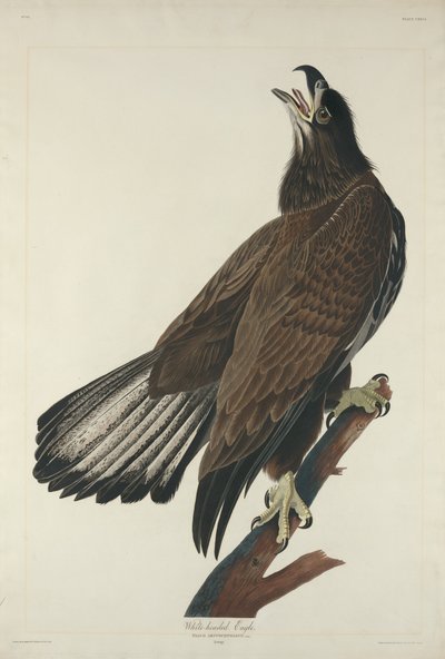 Águila de cabeza blanca de Robert Havell after John James Audubon