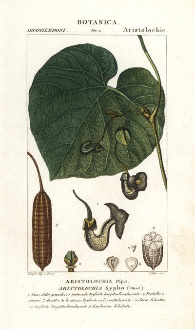 Pipa del holandés o pipevine, Aristolochia macrophylla de Stanghi Stanghi