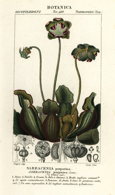 Planta de jarra púrpura, Sarracenia purpurea de Stanghi Stanghi