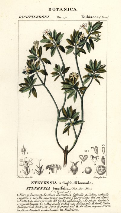 Stevensia buxifolia de Stanghi Stanghi