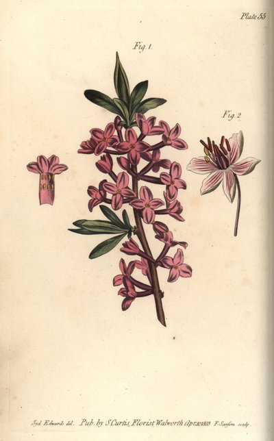 Mezereon, Daphne mezereum, Octandria de Sydenham Teast Edwards