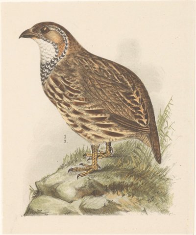 Patrijs (francolinus jugularis) de Theo van Hoytema