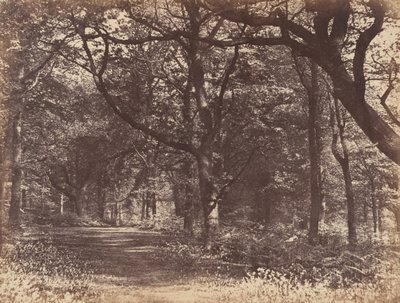 Escena de bosque, Norton, Cheshire, 1856 de Thomas Davies