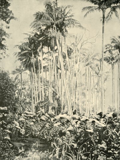 Un bosque de palmeras, 1901 de Unbekannt