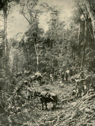 Un camino áspero, Tasmania, 1901 de Unbekannt