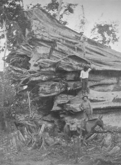 Un gran trozo de madera brasileña, 1914 de Unbekannt