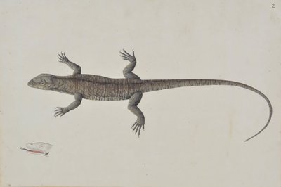 Un lagarto Bish-Khopra indio, ca. 1790 de Unbekannt