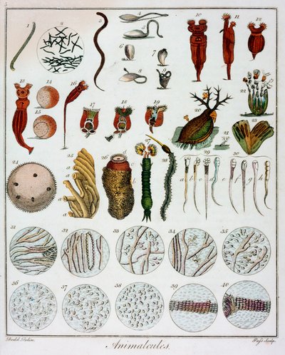 Animalículos observados por Anton van Leeuwenhoek de Unbekannt