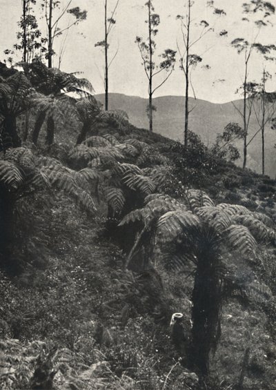 Helechos arborescentes Alsophila crinita y otros, 1926 de Unbekannt