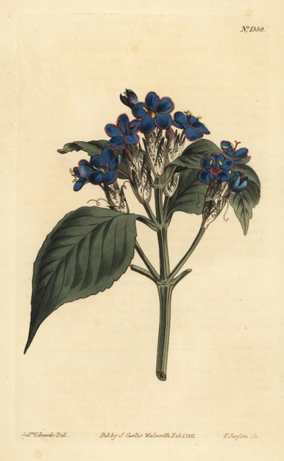 Salvia azul, Eranthemum pulchellum (Justicia de flores azules, Justicia nervosa) de Unbekannt