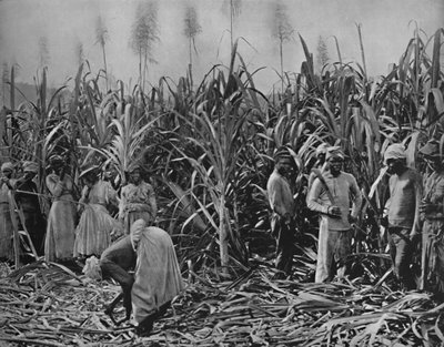 Cortadores de caña en Jamaica, 1891 de Unbekannt