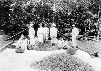 Secado de cacao, Trinidad, c1900s de Unbekannt