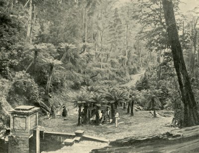 Arboleda de helechos y sendero, Monte Wellington, 1901 de Unbekannt